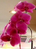 t@mvVX(Phalaenopsis)