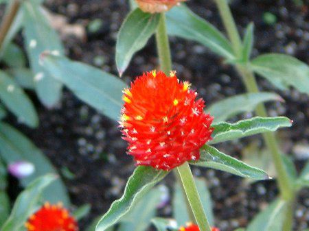 キバナセンニチコウ 黄花千日紅 かぎけんweb キバナセンニチコウ 黄花千日紅 かぎけんweb