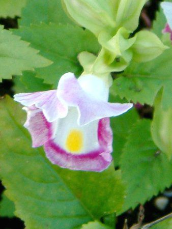 gjA(Torenia)