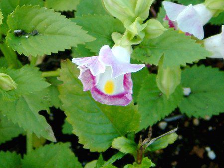 トレニア Torenia かぎけんweb