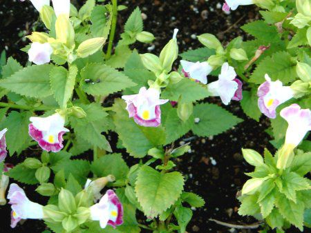 gjA(Torenia)