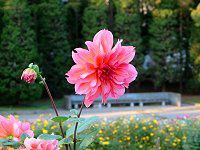 _A(Dahlia)