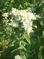 }Ee~g(Mountain mint)