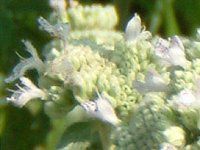 }Ee~g(Mountain mint)