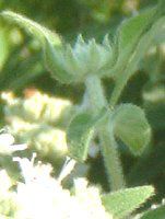 }Ee~g(Mountain mint)
