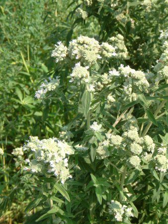}Ee~g(mountain mint)
