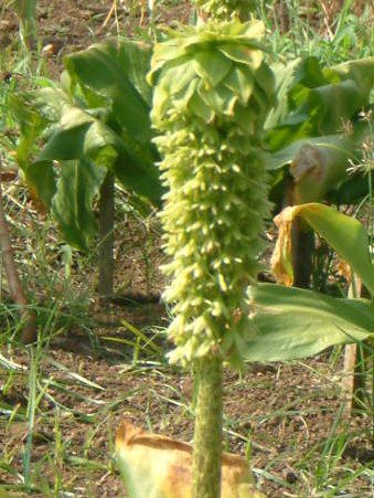 pCibv[(Pineapple lily)