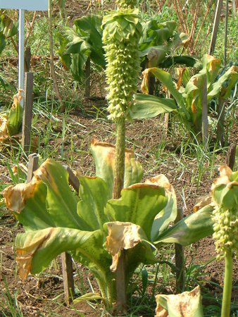 pCibv[(Pineapple lily)