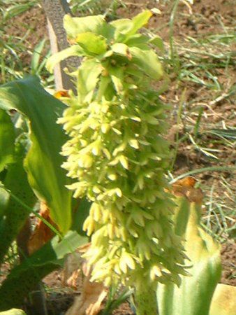 パイナップルリリー Pineapple Lily かぎけんweb パイナップルリリー Pineapple Lily かぎけんweb
