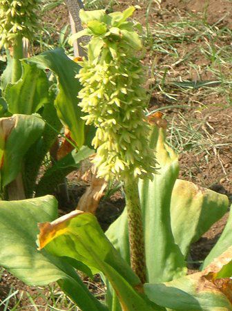 pCibv[(Pineapple lily)