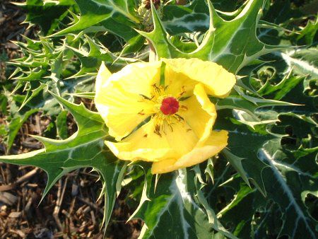 アザミゲシ 薊芥子 かぎけんweb アザミゲシ 薊芥子 かぎけんweb