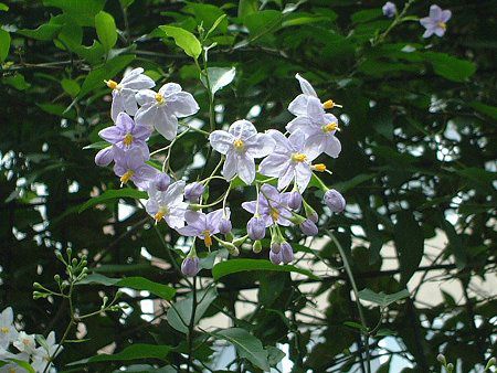 ツルハナナス 蔓花茄子 かぎけんweb