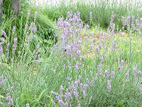 CObVx_[(English lavender)