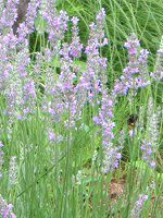 CObVx_[(English lavender)