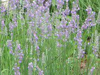 CObVx_[(English lavender)