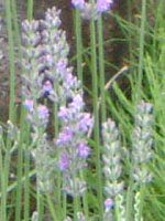 CObVx_[(English lavender)