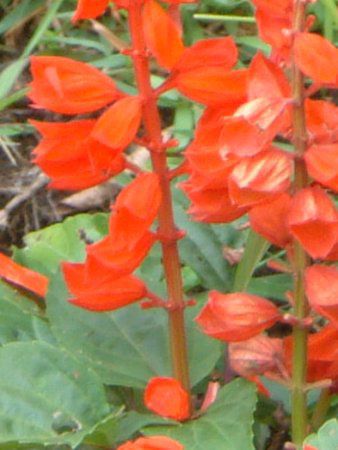 TrAEXvfX(Salvia splendens)