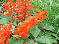 TrAEXvfX(Salvia splendens)