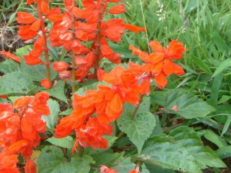 TrAEXvfX(Salvia splendens)