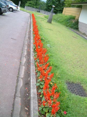 TrAEXvfX(Salvia splendens)