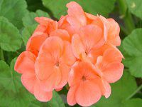 [jE(Geranium)