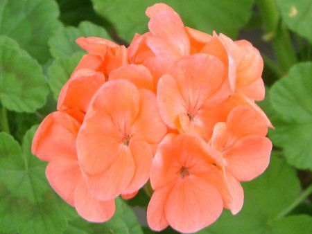 [jE(Geranium)