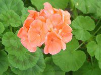 [jE(Geranium)