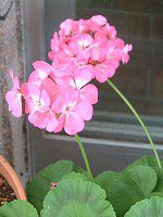 [jE(Geranium)
