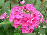 tbNXEpjL[^(Phlox paniculata)