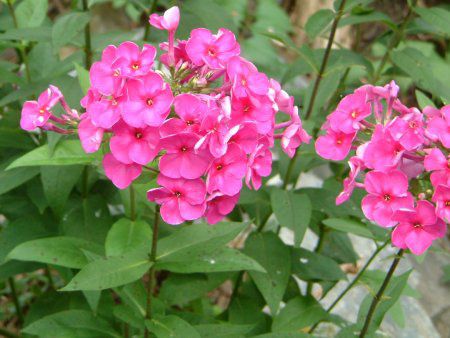 フロックス パニキュラータ Phlox Paniculata かぎけんweb