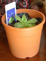 ���V�g���X�~��(������)