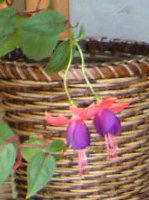 �t�N�V�A(Fuchsia)