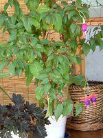 �t�N�V�A(Fuchsia)