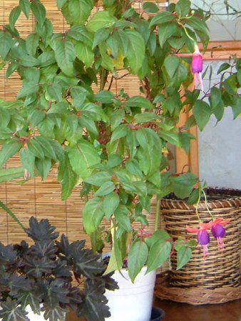 tNVA(Fuchsia)