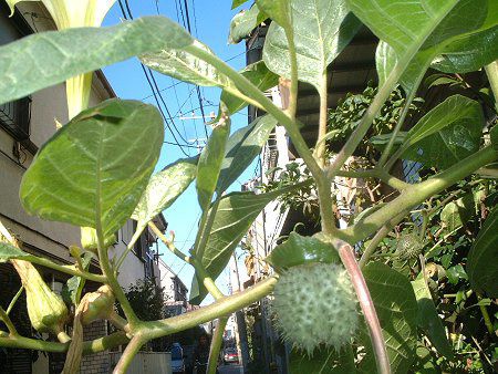 �A�����J�`���E�Z���A�T�K�I