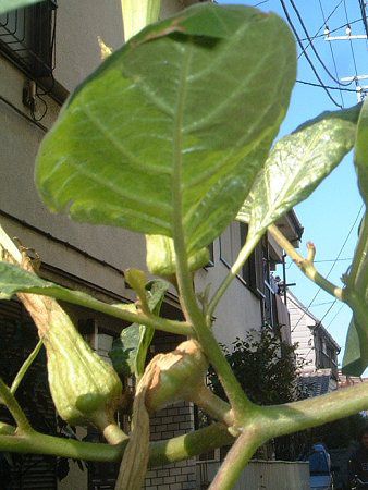 �_�c���iDatura�j