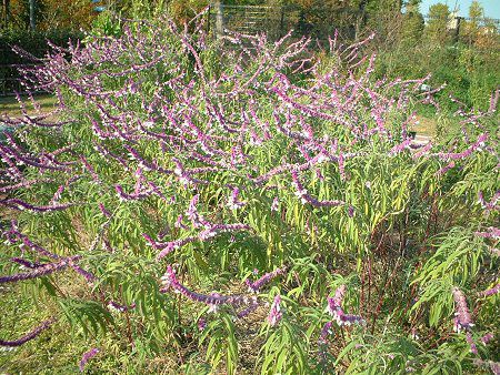 LVJEubVZ[W(Mexican Bush Sage)
