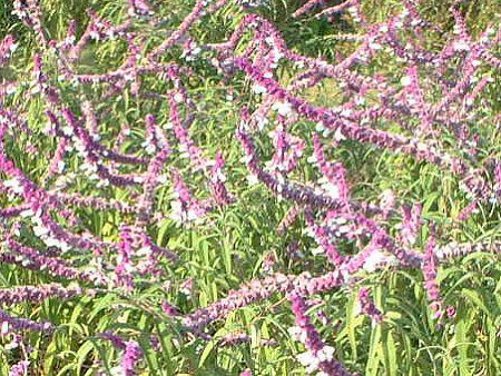 LVJEubVZ[W(Mexican Bush Sage)