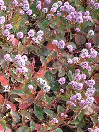 �q���c���\�o�i�P�������j