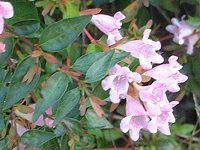 AxAEGh[hS[`[(Abelia 'Edward Goucher')
