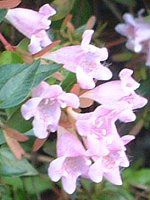 AxAEGh[hES[`[(Abelia 'Edward Goucher')