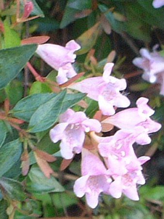 アベリア・エドワードゴーチャー(Abelia 'Edward Goucher')【か
