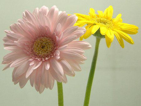 ガーベラ(Gerbera)【かぎけんWEB】