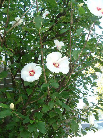 ���N�Q(��)