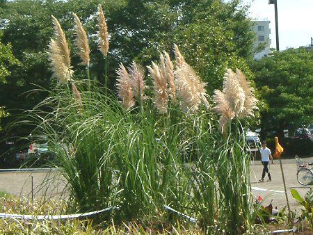ppXOX(Pampas grass)