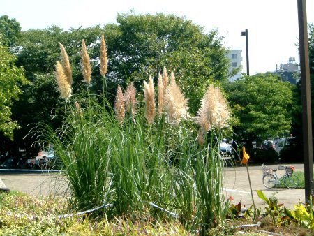 ppXOX(Pampas grass)