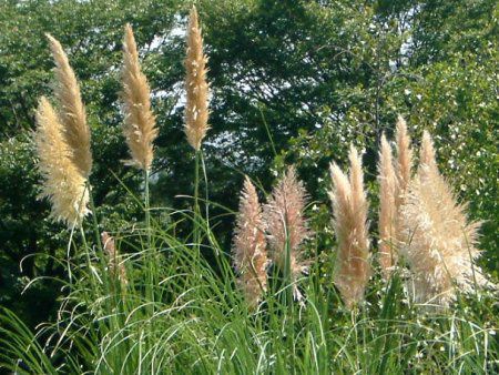 ppXOX(Pampas grass)