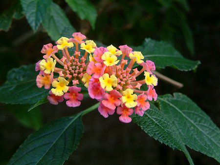^i(Lantana)