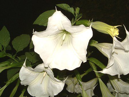 GWFXEgybgEc[(Angel's trumpet tree)