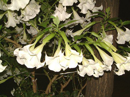 GWFXEgybgEc[(Angel's trumpet tree)